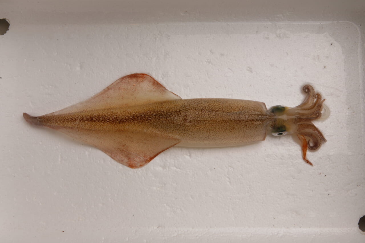 ヤリイカの釣り方｜ヤリイカ｜〈初心者の釣り〉“ヤリイカ”の生態／釣りシーズン／釣り方／仕掛け／食べ方【冬の夜に煌めく海の幸、繊細なアタリと極上の味覚】