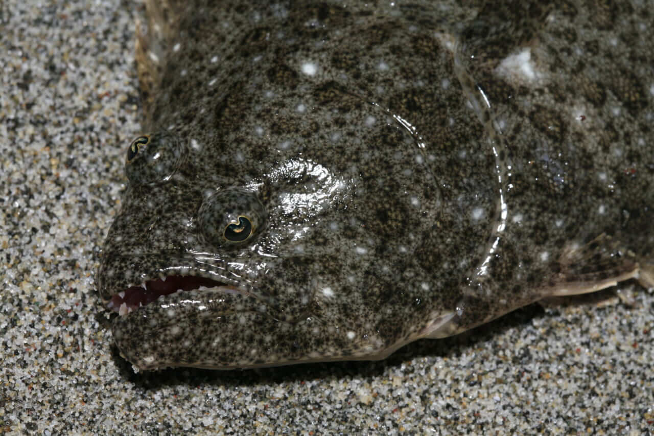 ヒラメの釣り方｜釣れたヒラメの食べ方｜〈初心者の釣り〉“ヒラメ”の生態／釣りシーズン／釣り方／仕掛け／食べ方【サーフの王様! 座布団級を狙え】