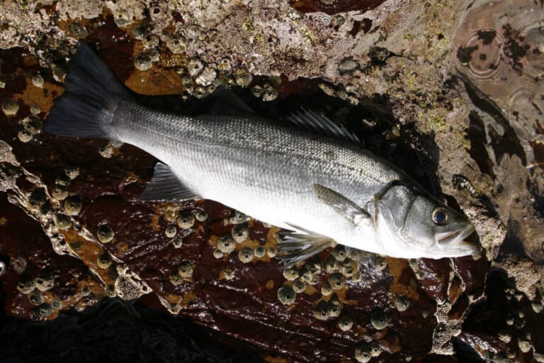ヒラスズキの釣り方｜釣れたヒラスズキの食べ方｜〈初心者の釣り〉“ヒラスズキ”の生態／釣りシーズン／釣り方／仕掛け／食べ方【荒磯の王者、サラシに潜む銀鱗のファイター】