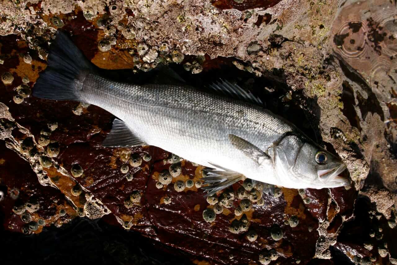 ヒラスズキの釣り方｜釣れたヒラスズキの食べ方｜〈初心者の釣り〉“ヒラスズキ”の生態／釣りシーズン／釣り方／仕掛け／食べ方【荒磯の王者、サラシに潜む銀鱗のファイター】
