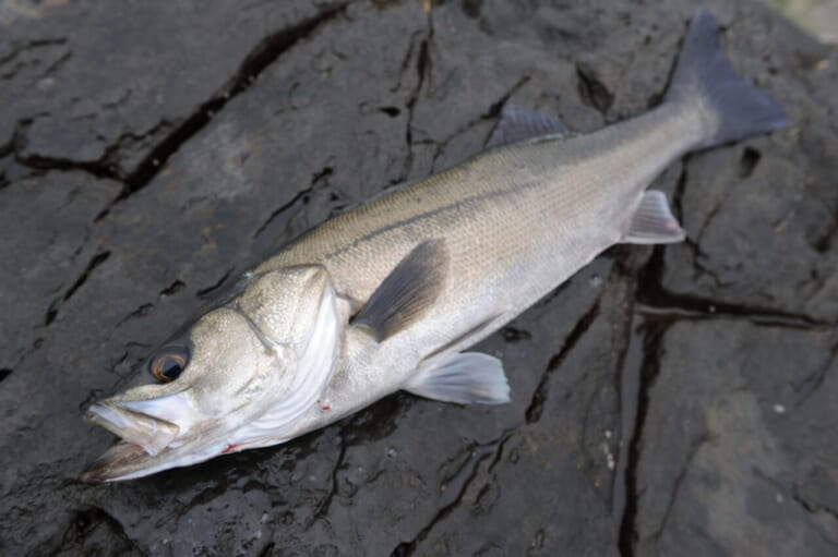 シーバスの釣り方｜釣れたシーバスの食べ方｜〈初心者の釣り〉“シーバス”の生態／釣りシーズン／釣り方／仕掛け／食べ方【身近な最強のゲームフィッシュ】