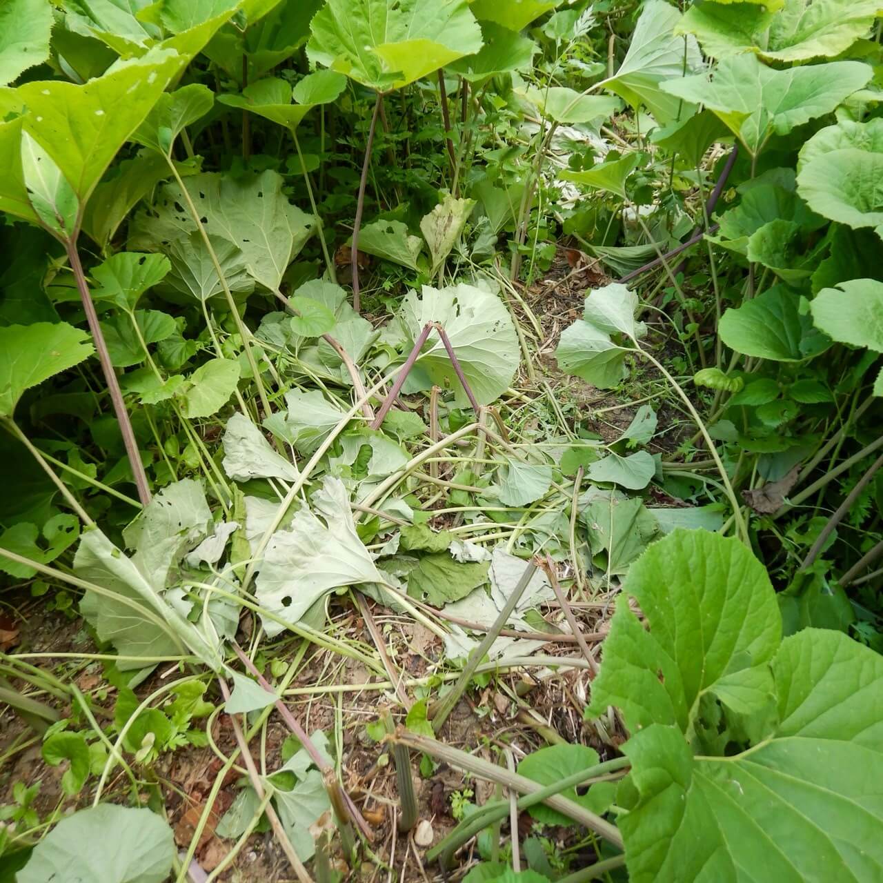 ｜熊出没警報も…。近年増加するクマの出没、悲惨な事故を防ぐために生まれたアイテムを実際に試してみた。