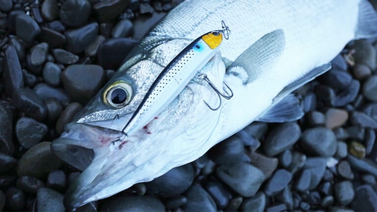 〈初心者の釣り〉“ヒラスズキ”の生態／釣りシーズン／釣り方／仕掛け／食べ方【荒磯の王者、サラシに潜む銀鱗のファイター】
