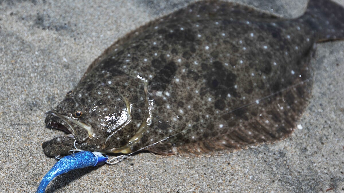 ｜〈初心者の釣り〉“ヒラメ”の生態／釣りシーズン／釣り方／仕掛け／食べ方【サーフの王様! 座布団級を狙え】