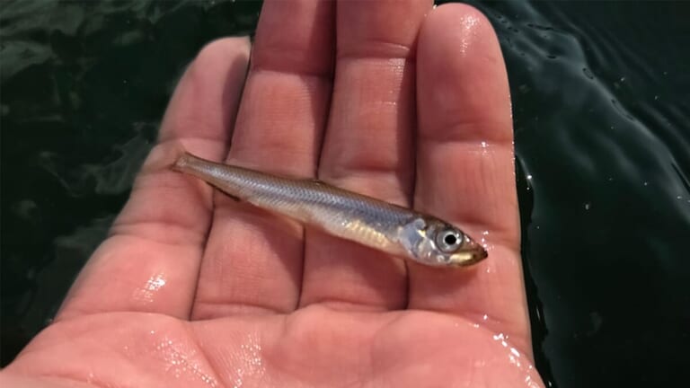 「河口湖よりもはるかにデカい…」ワカサギの表層パターンが楽しめるサイコーのフィールドはここだ！「ワカサギが見えるのでエリア絞りもイージー」