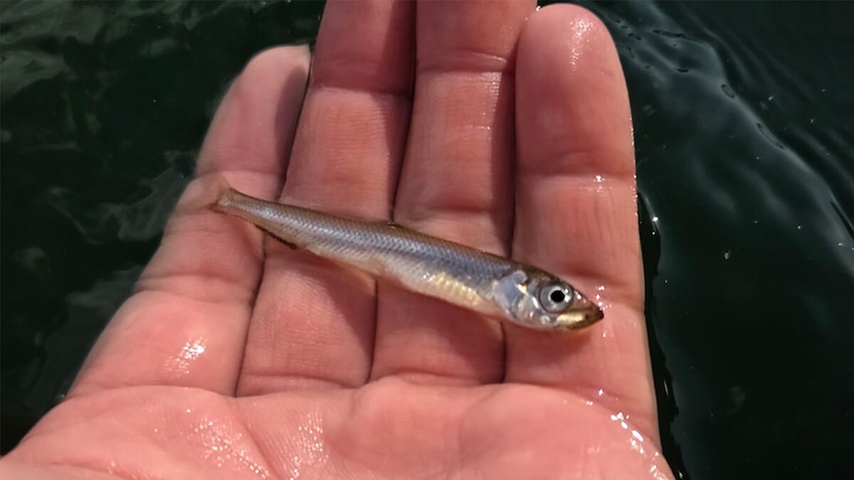 ｜「河口湖よりもはるかにデカい…」ワカサギの表層パターンが楽しめるサイコーのフィールドはここだ！「ワカサギが見えるのでエリア絞りもイージー」