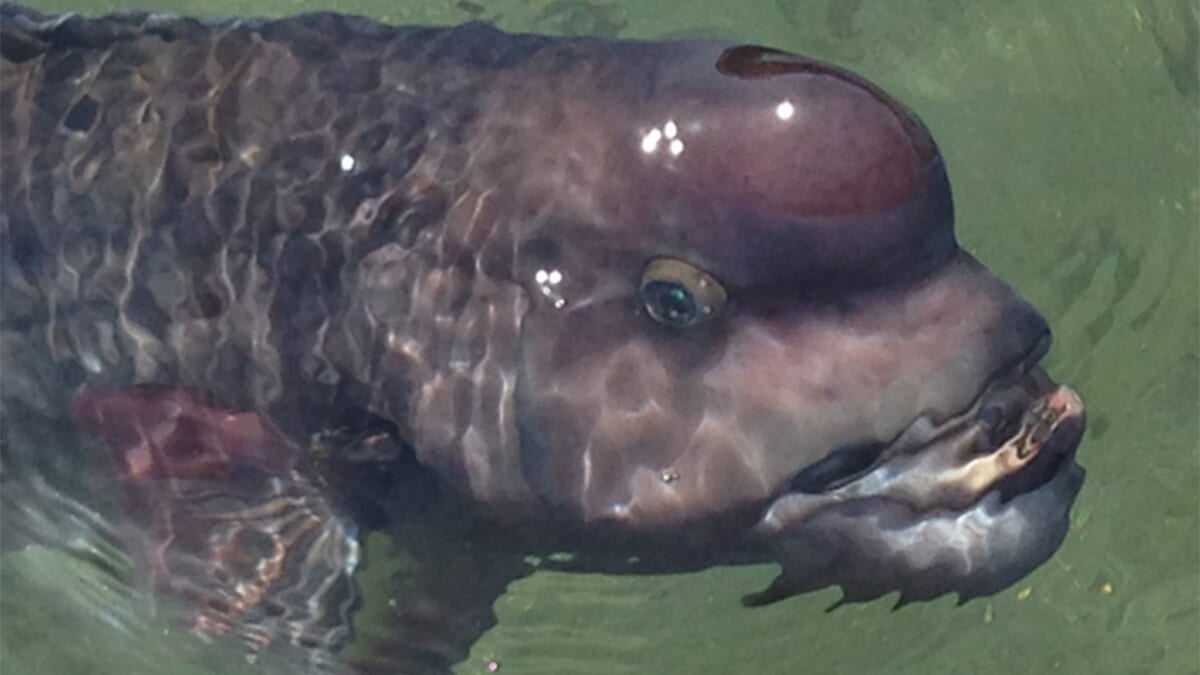 |〈初心者の釣り〉“コブダイ”の生態/釣りシーズン/釣り方/仕掛け/食べ方【磯の破壊王、驚愕のパワーファイター】