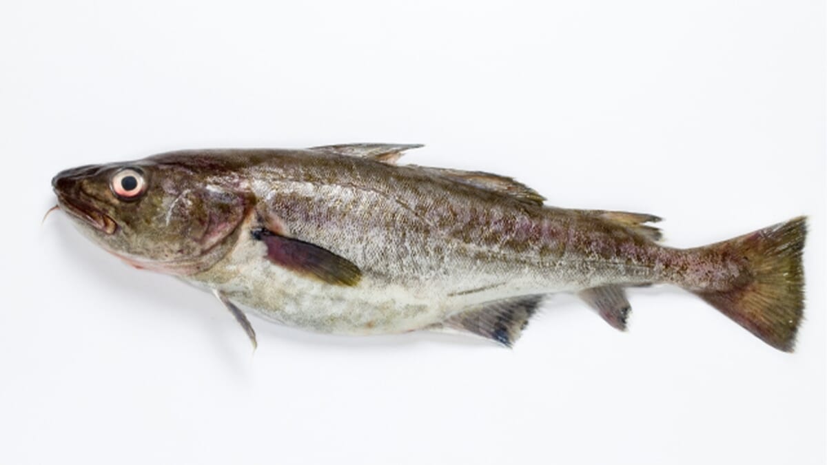 ｜〈初心者の釣り〉“マダラ”の生態／釣りシーズン／釣り方／仕掛け／食べ方【冬の味覚の王様、深海から挑む白銀の巨体】