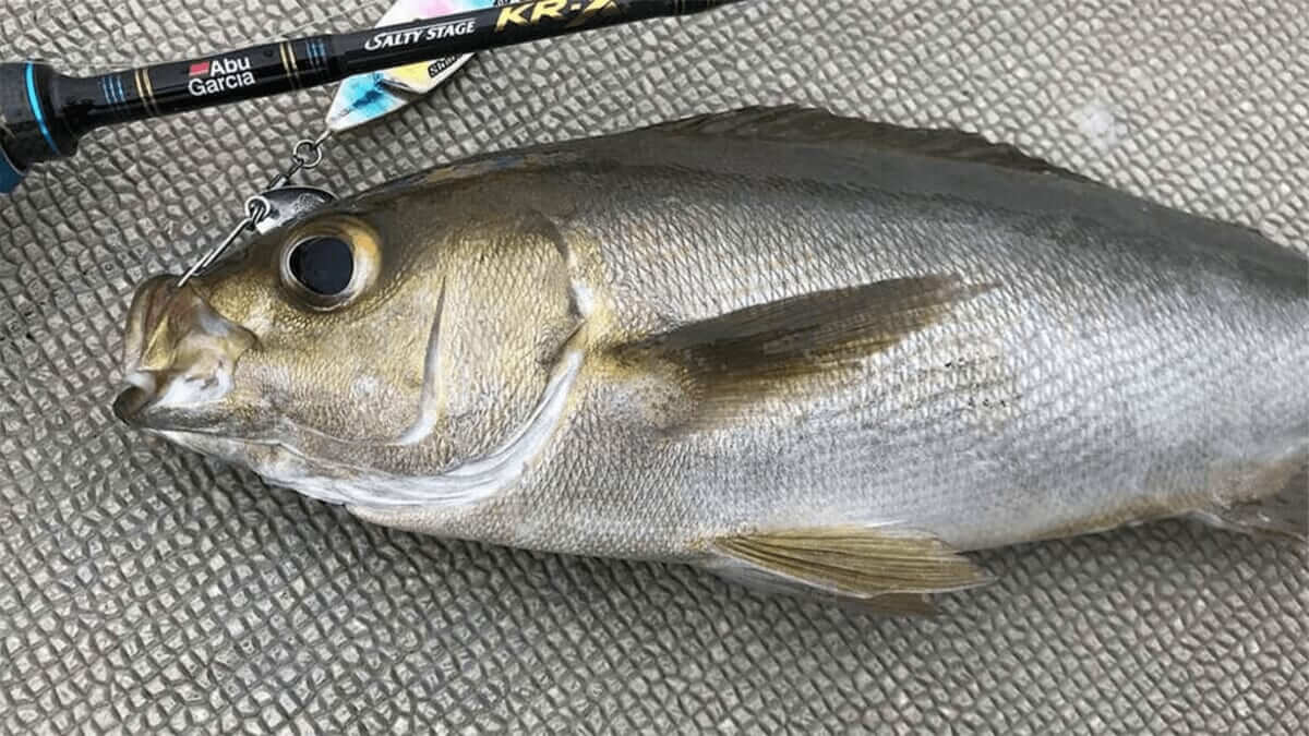｜【初夏の訪れを告げる、美味なる海の幸】“イサキ”の生態／釣りシーズン／釣り方／仕掛け／食べ方〈初心者釣り知識〉