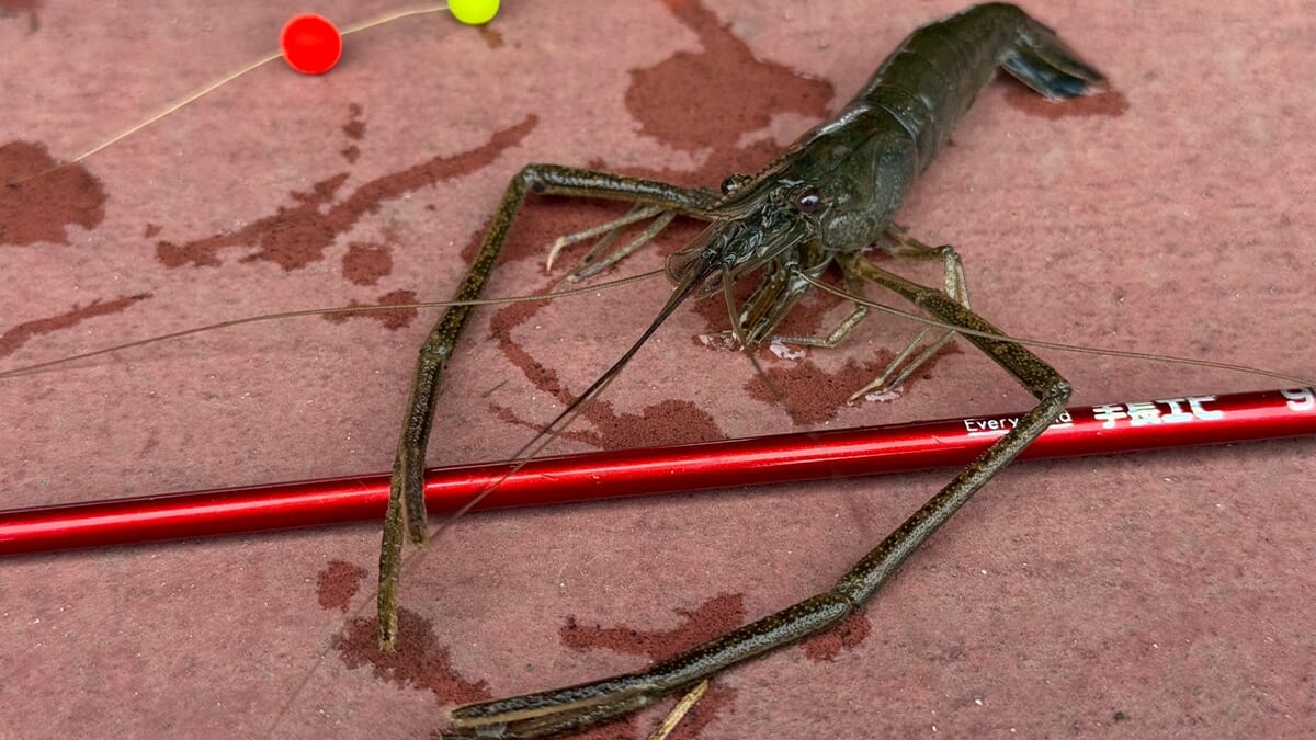 ｜〈初心者の釣り〉“テナガエビ”の生態／釣りシーズン／釣り方／仕掛け／食べ方【水辺の風物詩、手軽で奥深い小さな大物】