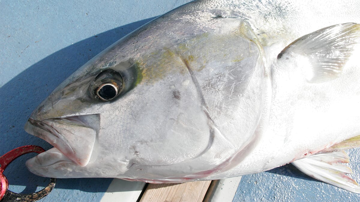 |〈初心者の釣り〉“ヒラマサ”の生態/釣りシーズン/釣り方/仕掛け/食べ方【大海のスプリンター、アングラー憧れの青物の王】