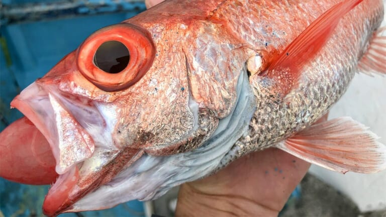 【深海の赤い宝石＝幻の高級魚をその手に】“アカムツ”の生態／釣りシーズン／釣り方／仕掛け／食べ方