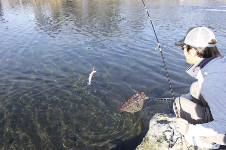 ニジマスの釣り方｜管理釣り場｜〈初心者の釣り〉“ニジマス”の生態／釣りシーズン／釣り方／仕掛け／食べ方【身近なフィールドで楽しめる淡水ゲームフィッシュの王様】