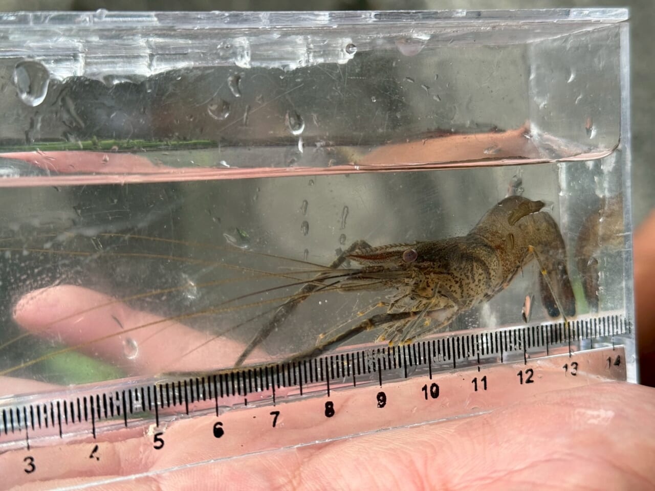 テナガエビ釣り｜〈初心者の釣り〉“テナガエビ”の生態／釣りシーズン／釣り方／仕掛け／食べ方【水辺の風物詩、手軽で奥深い小さな大物】