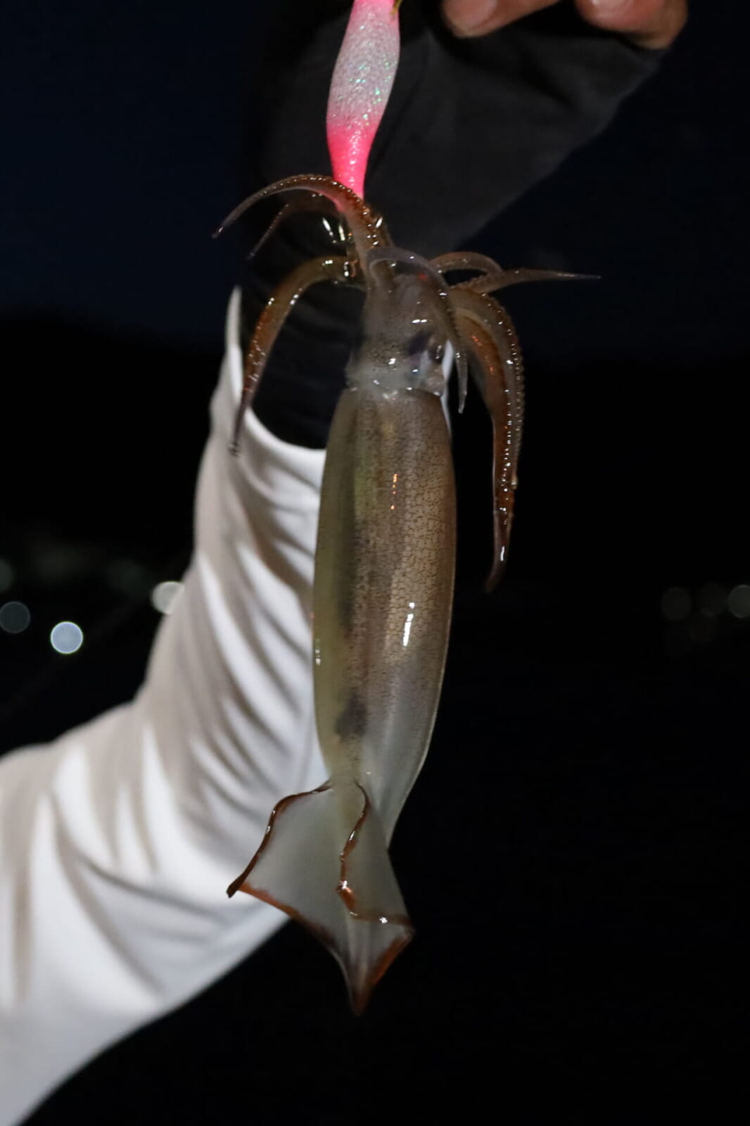 ｜「明確にアタるね（笑）」「気持ちいい!」湯川マサタカが南三陸で挑むスルメイカ(ムギイカ)のライトエギング