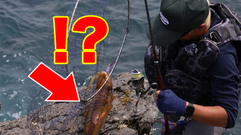 釣れないデカイカに効く！プロが教える「エギ選び」の鉄則とは？【湯川マサタカ】