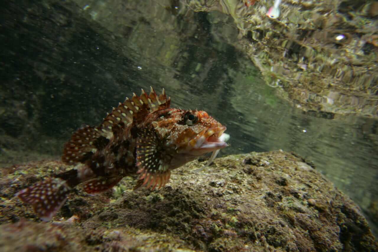 カサゴの釣り方｜水中のカサゴ｜〈初心者の釣り〉“カサゴ”の生態／釣りシーズン／釣り方／仕掛け／食べ方【堤防の赤い宝石! 手軽さと食味を兼ね備えた人気者】
