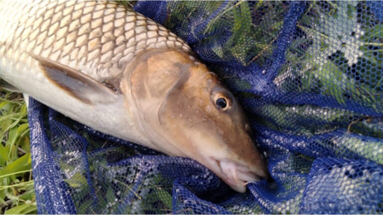 〈初心者の釣り〉“ニゴイ”の生態／釣りシーズン／釣り方／仕掛け／食べ方【身近な川で熱くなれる意外なルアーターゲット】