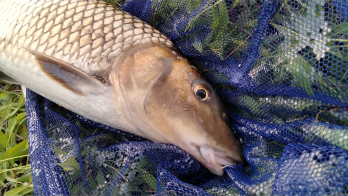 ｜〈初心者の釣り〉“ニゴイ”の生態／釣りシーズン／釣り方／仕掛け／食べ方【身近な川で熱くなれる意外なルアーターゲット】