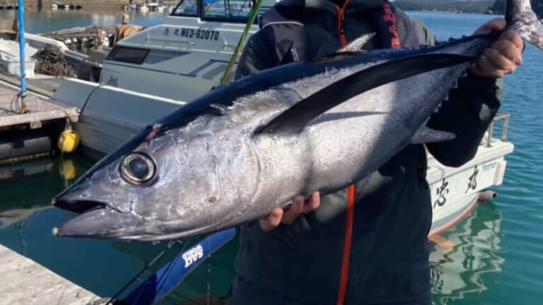 〈初心者の釣り〉“トンボマグロ”の生態／釣りシーズン／釣り方／仕掛け／食べ方【黒潮が育む銀色の弾丸! ジギングで狙う絶品マグロ】