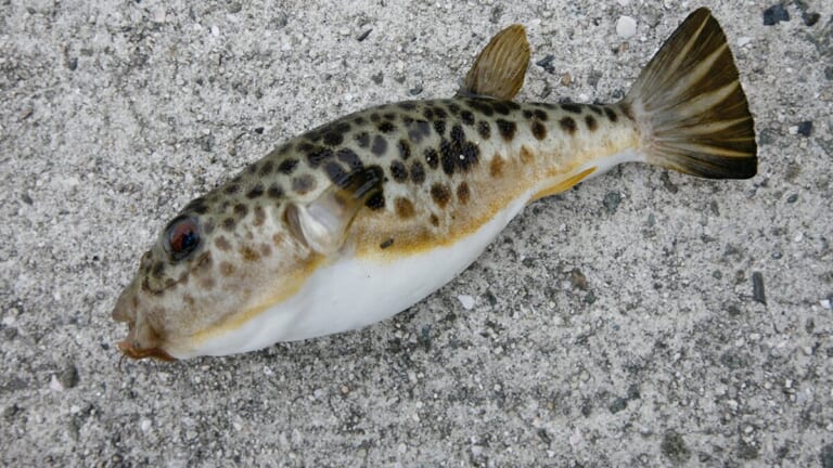 〈初心者の釣り〉“フグ”の生態／釣りシーズン／釣り方／仕掛け／食べ方【捌くには免許必須! 専門釣法で挑む冬の味覚の王様】