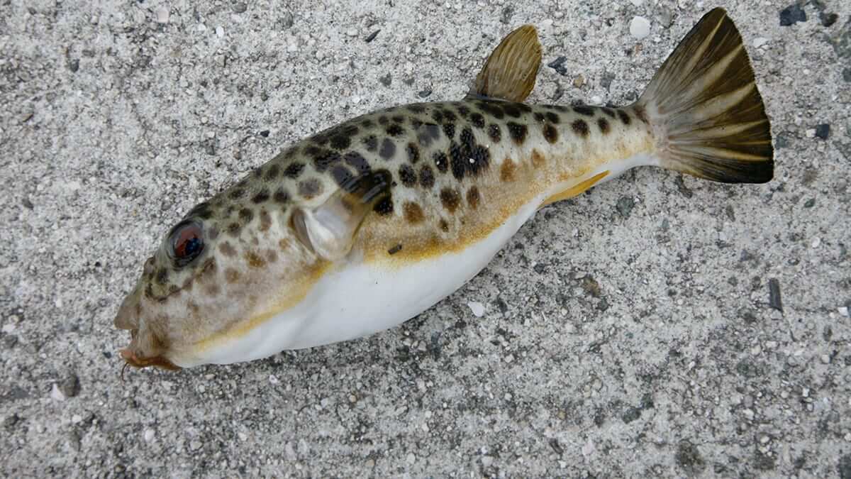 ｜〈初心者の釣り〉“フグ”の生態／釣りシーズン／釣り方／仕掛け／食べ方【捌くには免許必須! 専門釣法で挑む冬の味覚の王様】