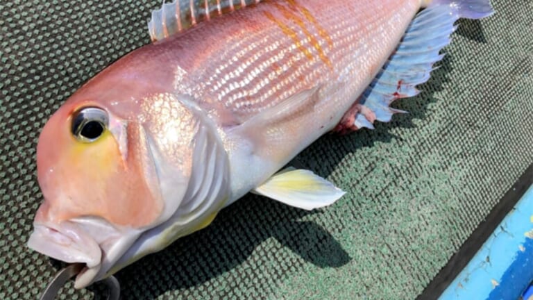 〈初心者の釣り〉“アマダイ”の生態／釣りシーズン／釣り方／仕掛け／食べ方【砂底に潜む甘美なる高級魚】