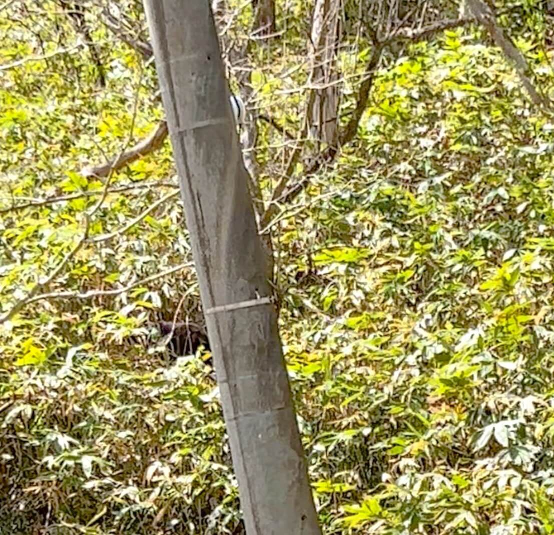 ｜熊出没警報も…。近年増加するクマの出没、悲惨な事故を防ぐために生まれたアイテムを実際に試してみた。
