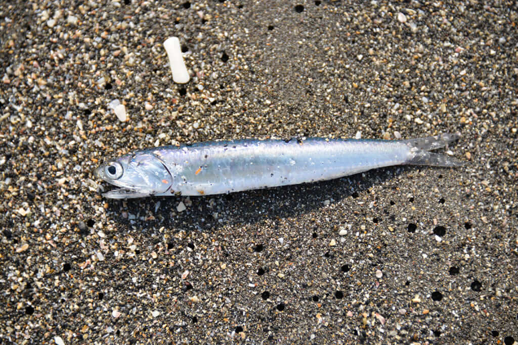 ｜〈初心者の釣り〉“ブリ(ワラサ)”の生態／釣りシーズン／釣り方／仕掛け／食べ方【青物御三家筆頭! 成長とともに名を変える海の侍】