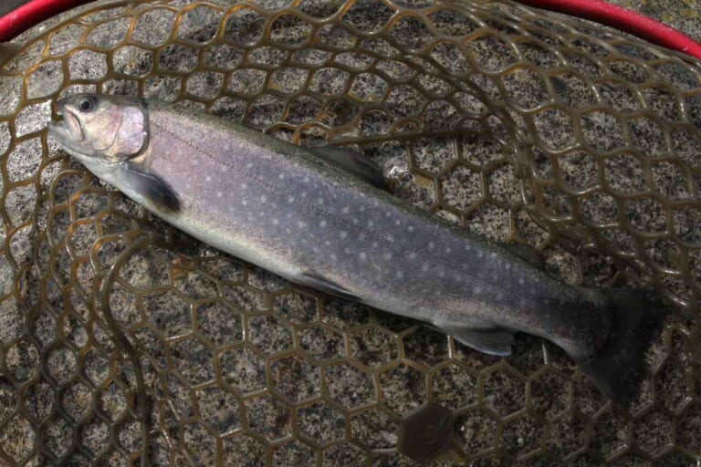 ニジマスの釣り方｜釣れたニジマス｜〈初心者の釣り〉“ニジマス”の生態／釣りシーズン／釣り方／仕掛け／食べ方【身近なフィールドで楽しめる淡水ゲームフィッシュの王様】
