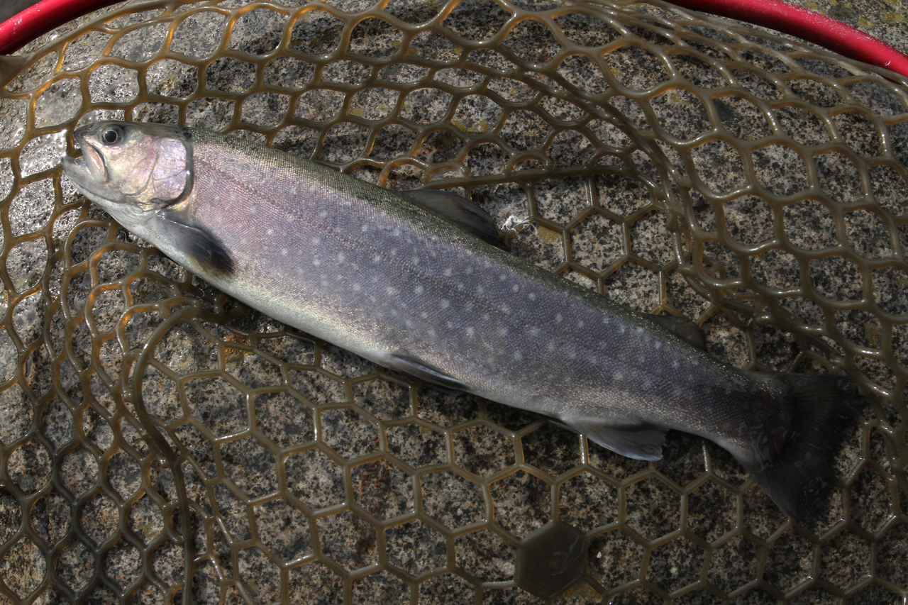 ニジマスの釣り方｜釣れたニジマス｜〈初心者の釣り〉“ニジマス”の生態／釣りシーズン／釣り方／仕掛け／食べ方【身近なフィールドで楽しめる淡水ゲームフィッシュの王様】