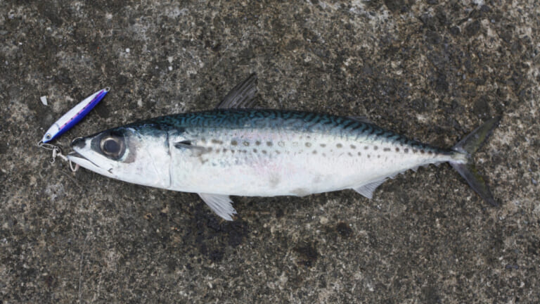 サバの釣り方｜サバ｜〈初心者の釣り〉“サバ”の生態／釣りシーズン／釣り方／仕掛け／食べ方【堤防釣りの主役! 手軽に楽しめて食卓も潤す万能フィッシュ】