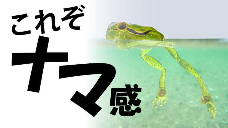 浮き姿勢もカエルそのもの⁉『生』なカエル感でターゲットを魅了!!