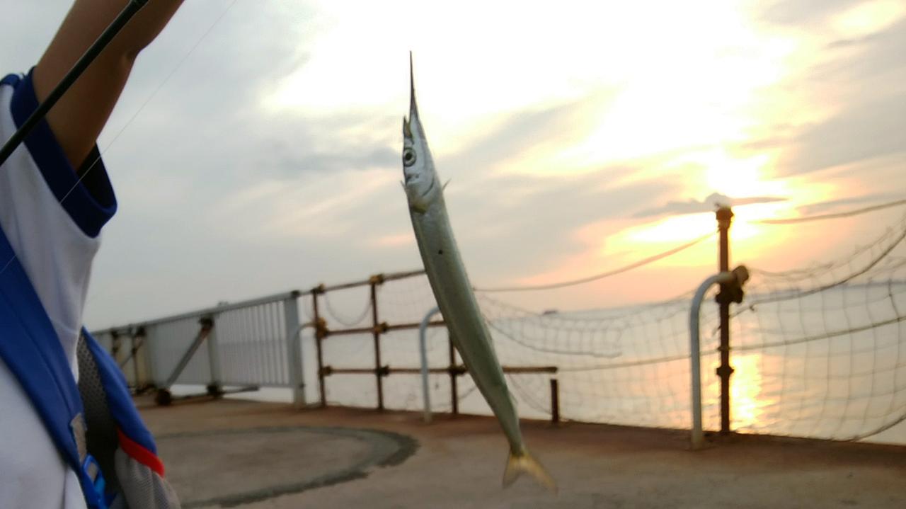 サヨリの釣り方｜〈初心者の釣り〉“サヨリ”の生態／釣りシーズン／釣り方／仕掛け／食べ方【水面を滑る銀色の貴婦人】
