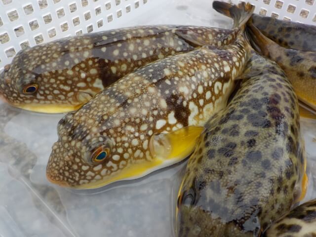 フグの釣り方｜釣れた数匹のフグ｜〈初心者の釣り〉“フグ”の生態／釣りシーズン／釣り方／仕掛け／食べ方【捌くには免許必須! 専門釣法で挑む冬の味覚の王様】