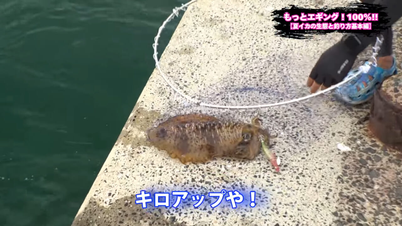 ｜夏の堤防エギング！キロアップアオリイカ攻略【湯川マサタカ直伝】