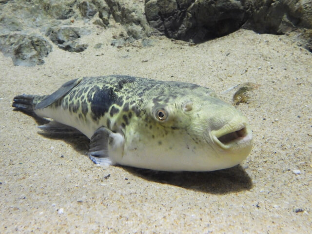 フグの釣り方｜トラフグ｜〈初心者の釣り〉“フグ”の生態／釣りシーズン／釣り方／仕掛け／食べ方【捌くには免許必須! 専門釣法で挑む冬の味覚の王様】