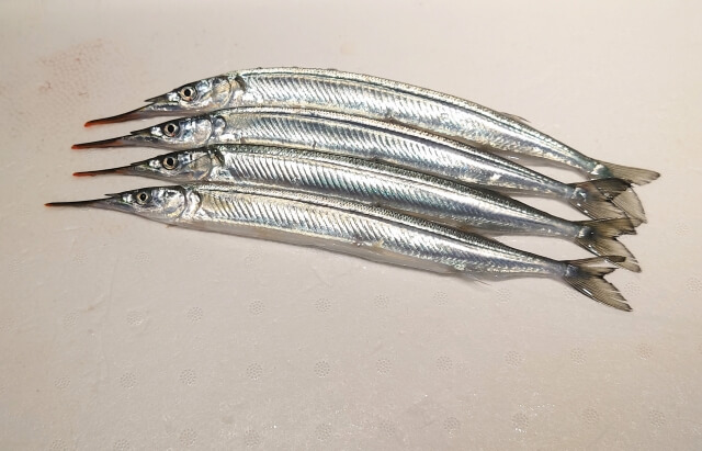 サヨリの食べ方｜〈初心者の釣り〉“サヨリ”の生態／釣りシーズン／釣り方／仕掛け／食べ方【水面を滑る銀色の貴婦人】