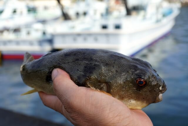フグの釣り方｜釣れたフグ｜〈初心者の釣り〉“フグ”の生態／釣りシーズン／釣り方／仕掛け／食べ方【捌くには免許必須! 専門釣法で挑む冬の味覚の王様】
