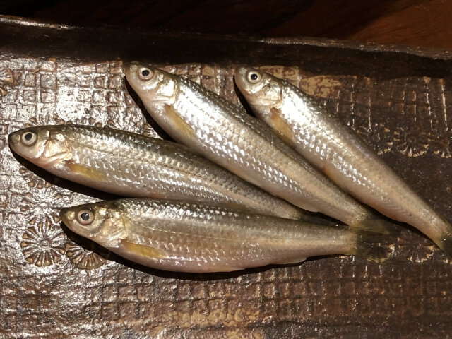 ホンモロコの食べ方｜〈初心者の釣り〉“ホンモロコ”の生態／釣りシーズン／釣り方／仕掛け／食べ方【琵琶湖が生んだ淡水のダイヤモンド】