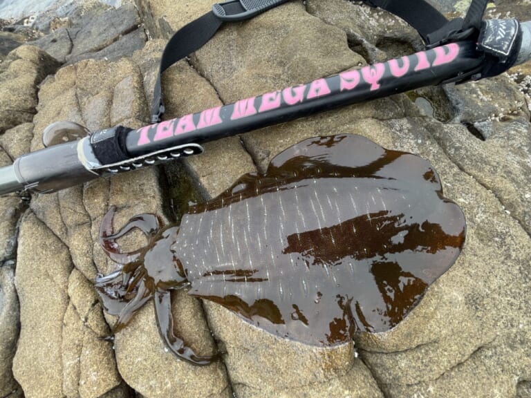 夏こそ本番！快適装備で狙う“夏イカ”ランガンエギング術。釣果アップの工夫とは…？