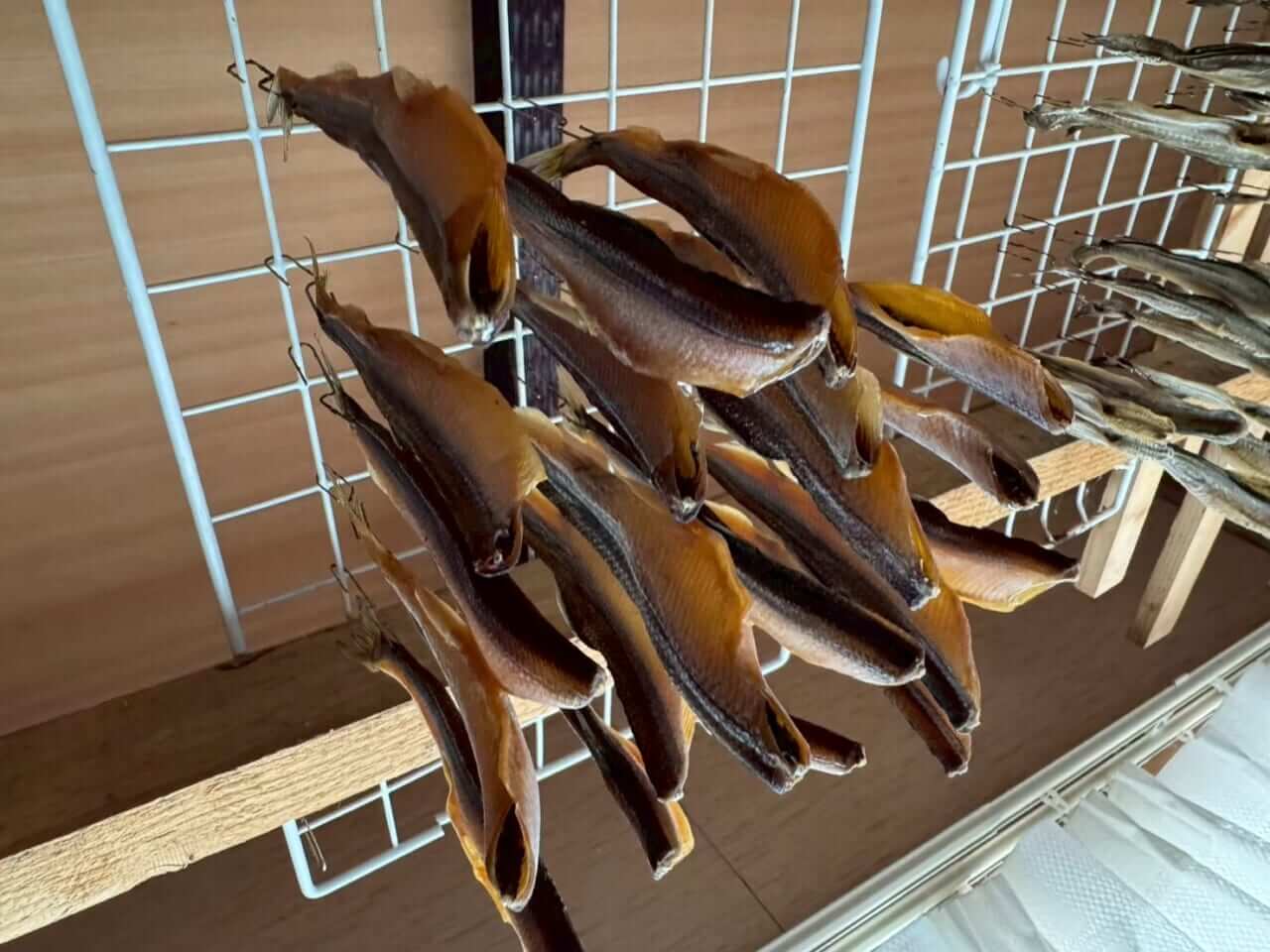｜【福島和可菜のLove Fishing】絶品サクラマスが食べたい！ そうだ、北海道へ行こう！