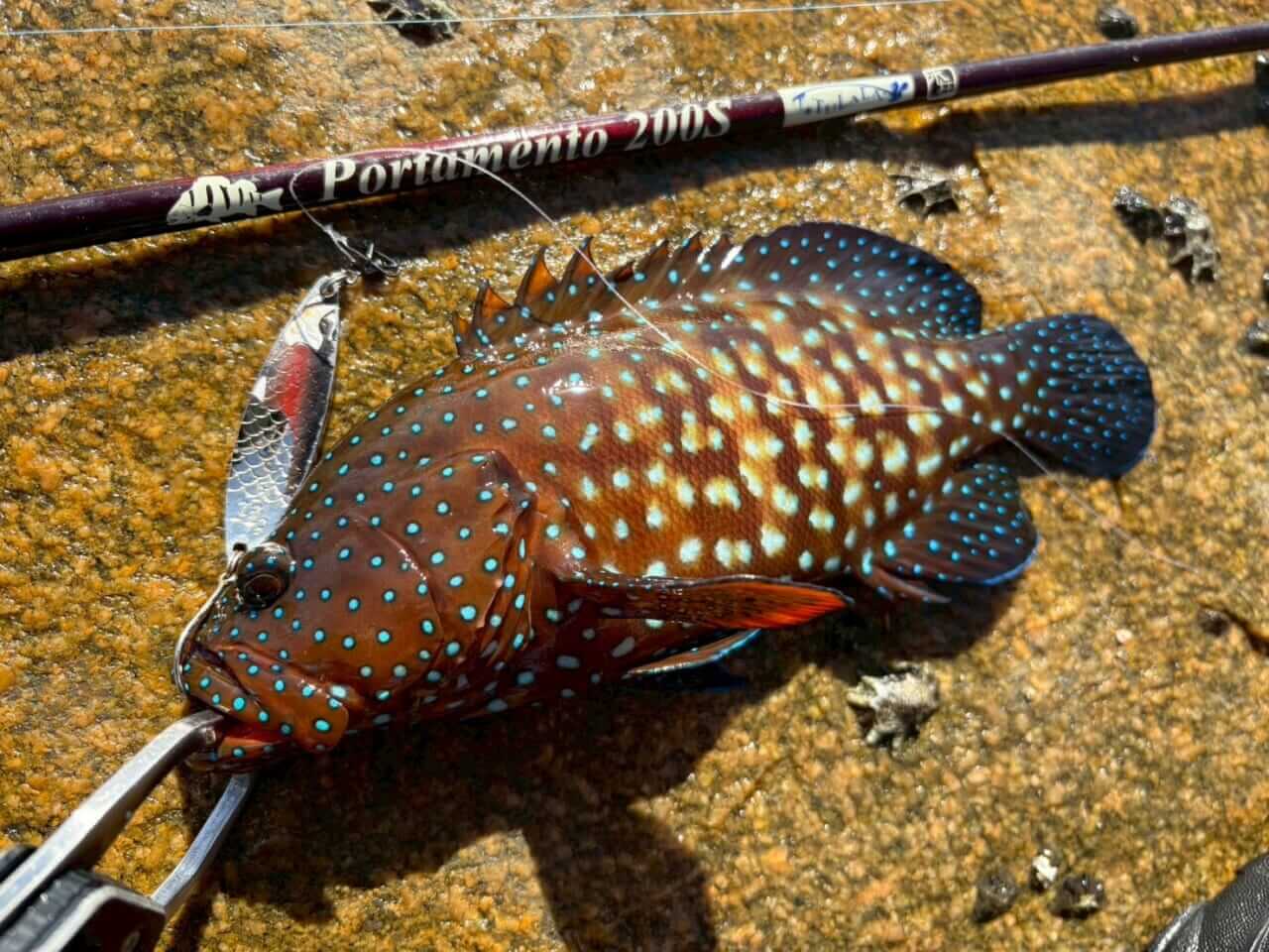 ｜「これがアリゲーターの味…」至るところにワニ注意の看板!? オーストラリア・ケアンズの釣り事情とは？