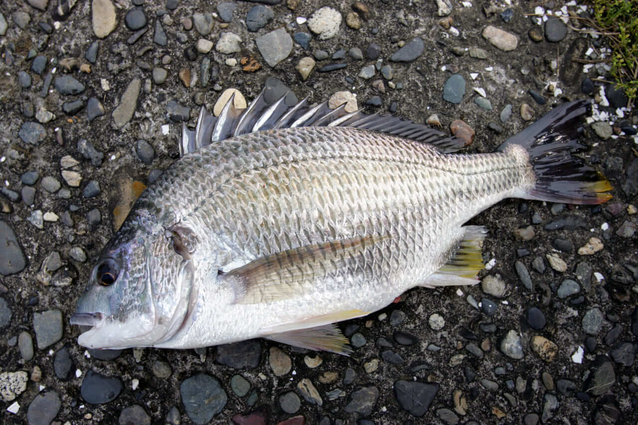 ｜浜名湖の熱い大会に参戦しよう！釣り大会『King of Lake』開催決定！