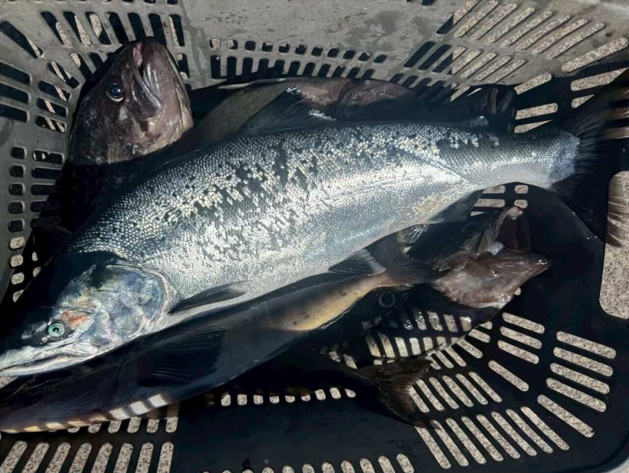 ｜【福島和可菜のLove Fishing】絶品サクラマスが食べたい！ そうだ、北海道へ行こう！