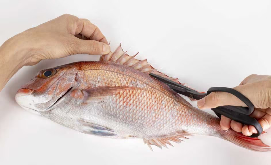 ｜「この切れ味はやばすぎる…」大人気のシマノ製ハサミに待望のサイズが追加、魚もさばけるってマジか…