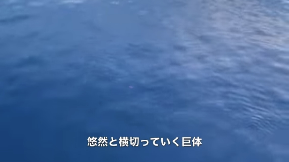 ｜「絶句するレベルの大きさ」「でた！でた！」堤防で“巨大マグロ”を狙ったら、想像を絶する事態に。「これはやばいかも…。」