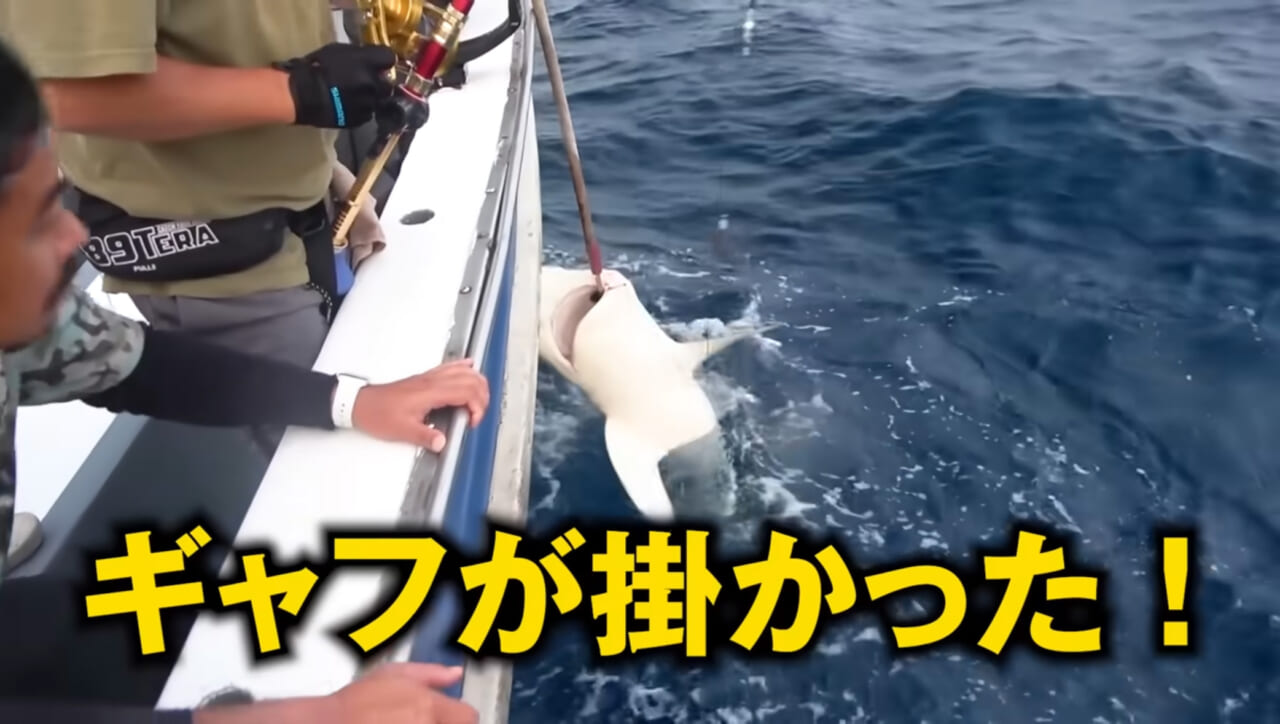 ｜【衝撃映像】「バキン！」「うわっ、折れた！」竿を破壊するほどのサメ。1時間以上にわたる捕獲劇、大人4人がかりで船上へ。