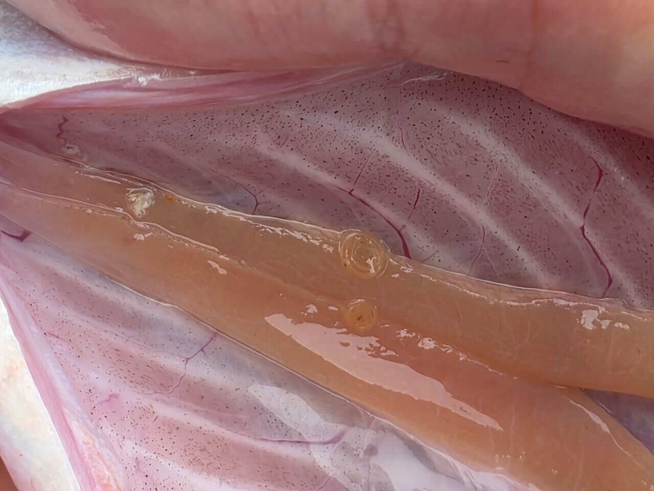 ｜「うわぁ～、アニサキスじゃん…」「やっぱりいたね」大量に“寄生されたサバ”の内蔵が…。絶対気を付けて欲しい注意点とは？