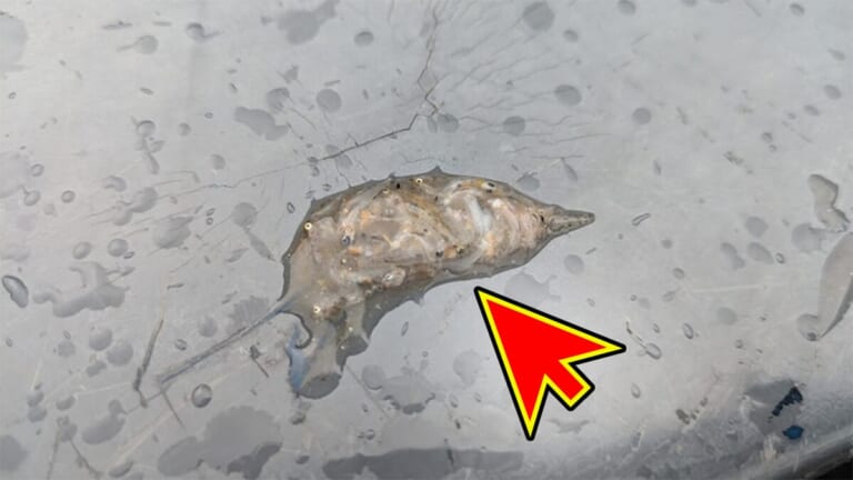 「1000匹以上…」「とにかく信じれらないくらいいる」釣れた魚が吐き出した“エサ”。正体不明だけどめちゃくちゃ存在する